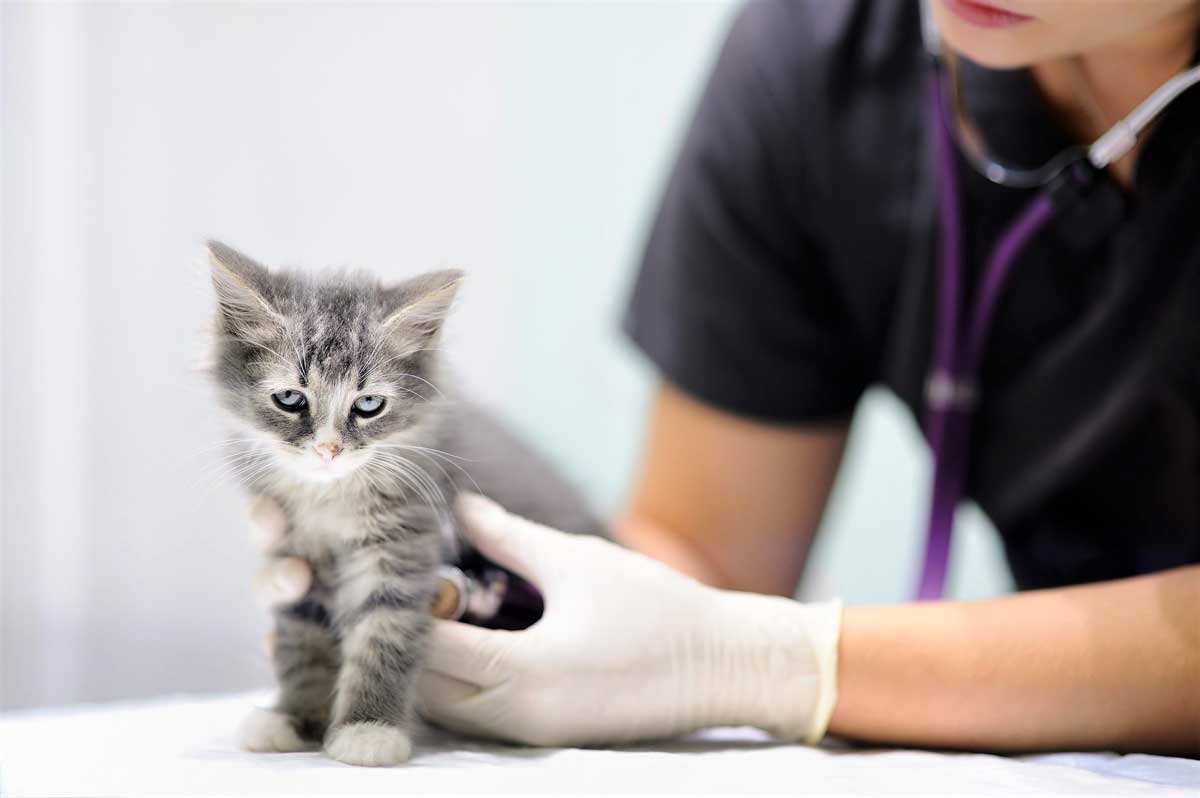 Kedilerde İç Parazit Belirtileri, Tedavileri ve Aşıları