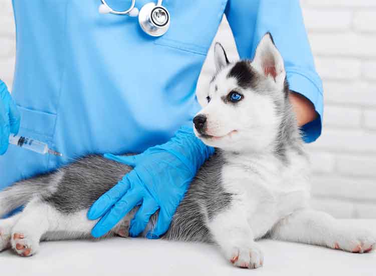 Köpek Aşı Fiyatları 2022 Takvimi
