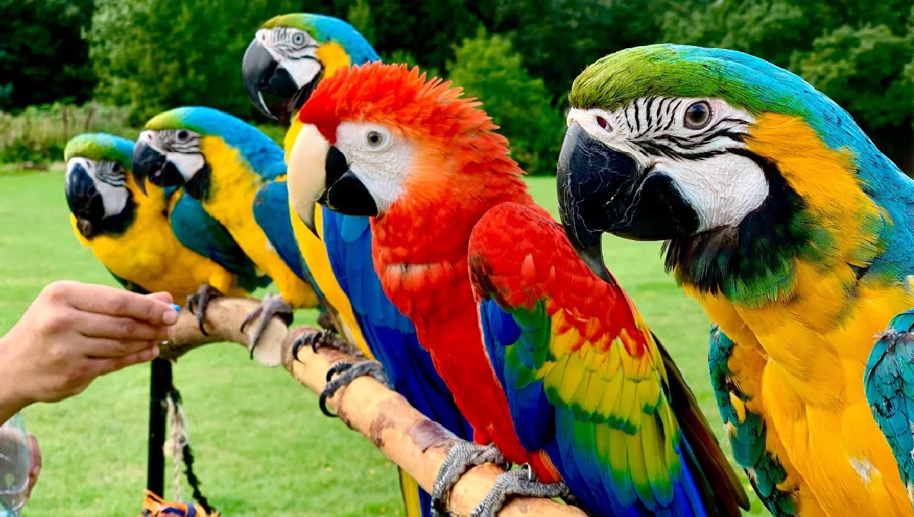 Macaw Papağanı Özellikleri 2022