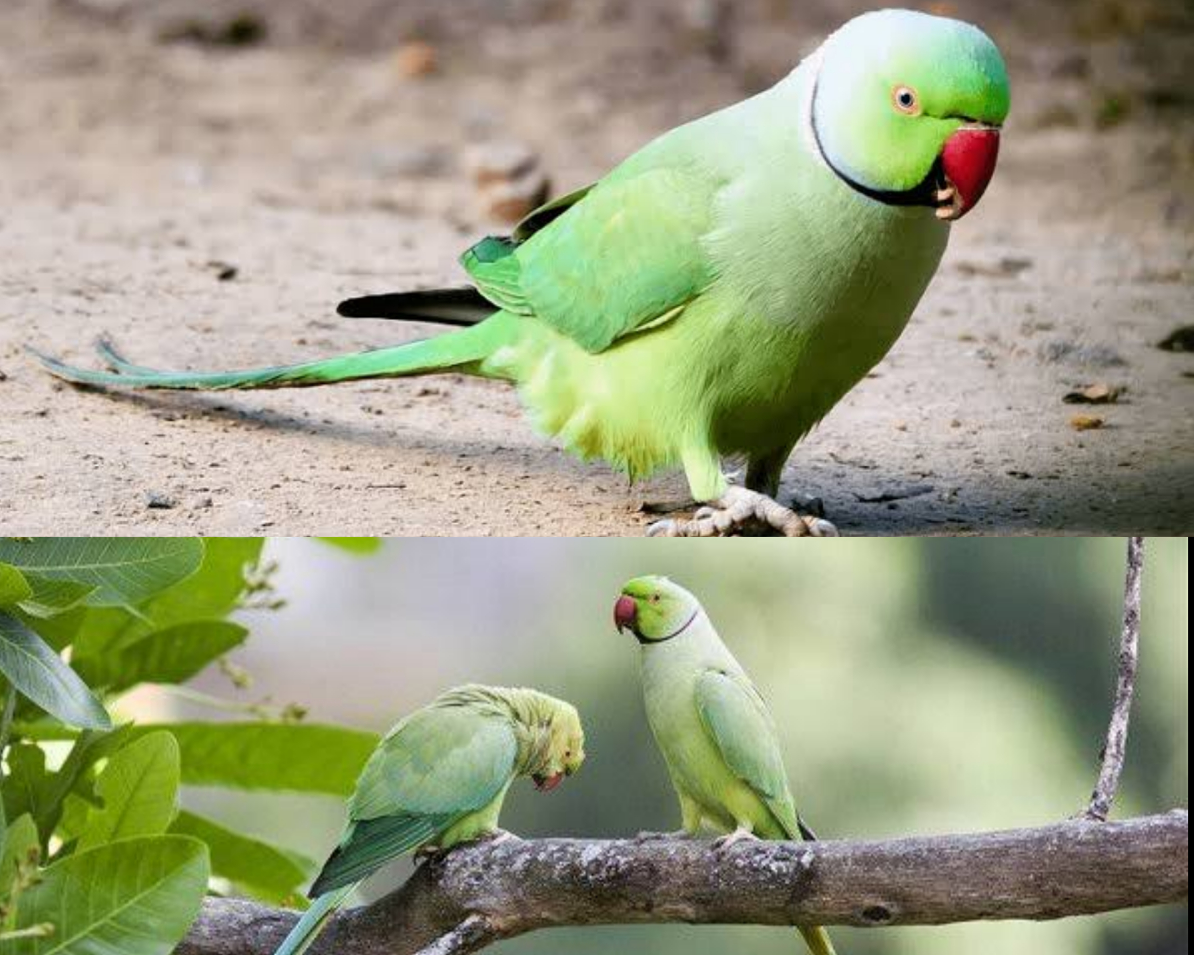 Pakistan Papağanı Özellikleri