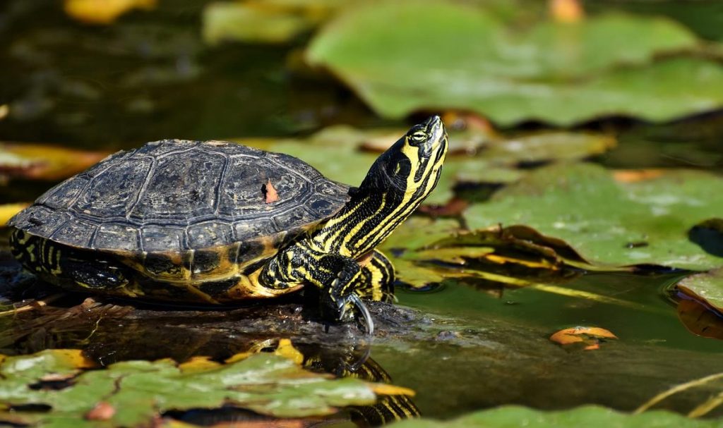 Su Kaplumbağası Bakımı