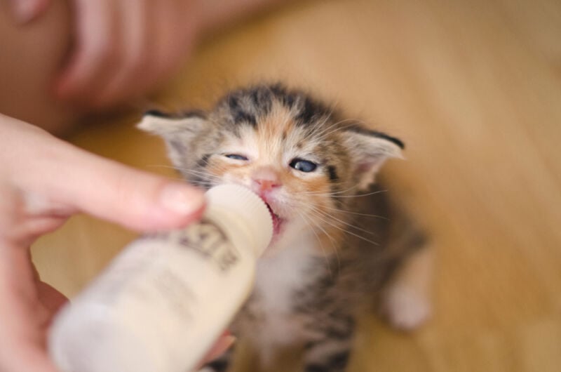 yavru kediler nasıl beslenir