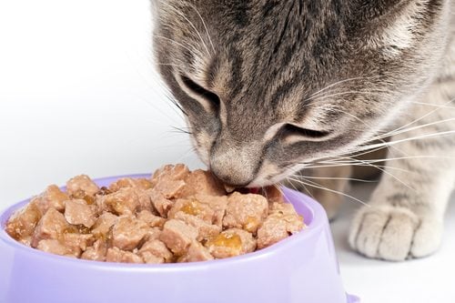 Kedilerin En Sevdiği Yiyecekler