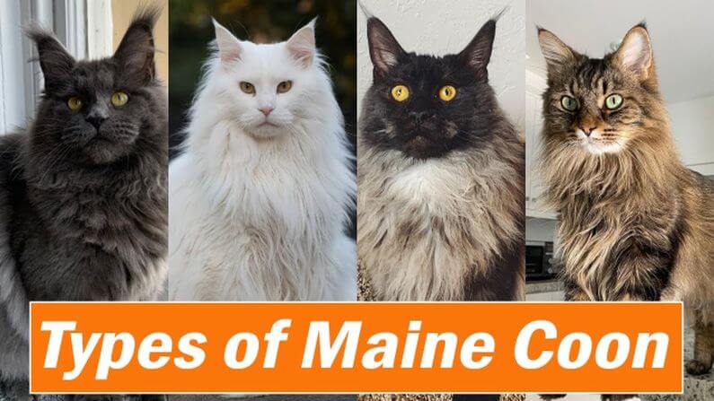 Maine Coon kedilerin renkleri