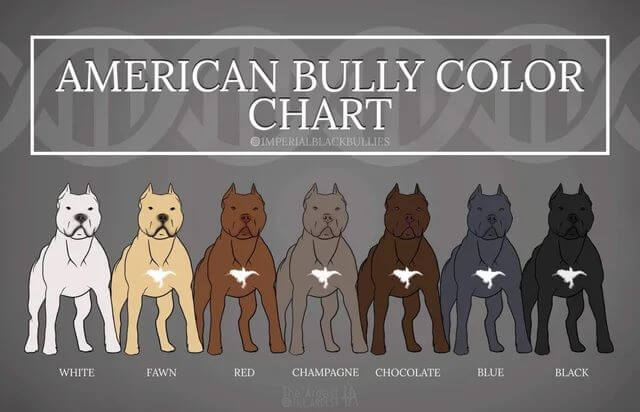 american bully renkleri
