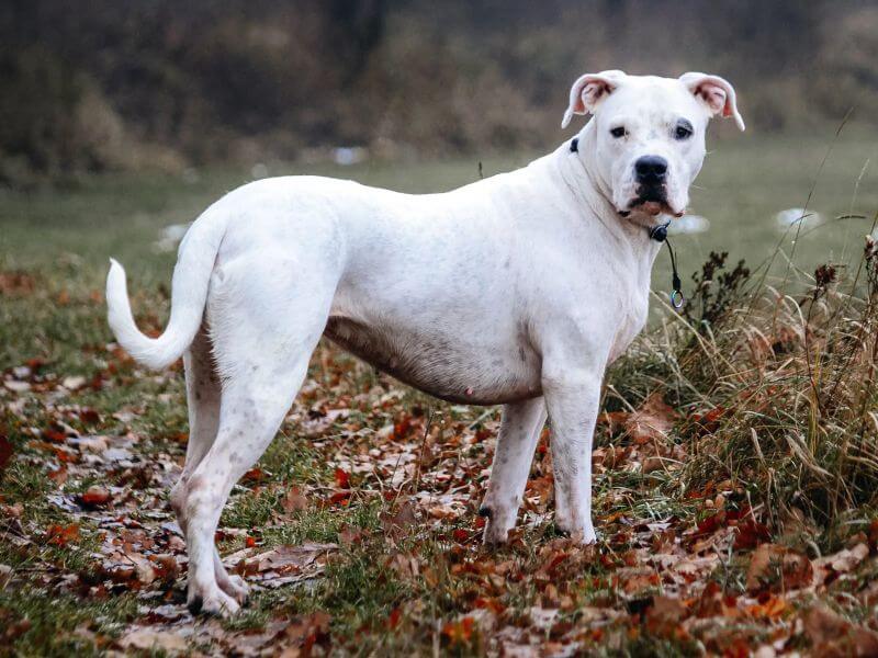 Dogo Argentino Köpek Irkı