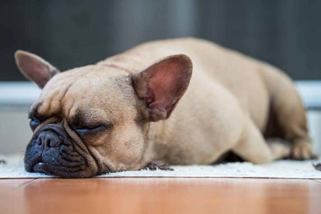 Fransız Bulldog uyku