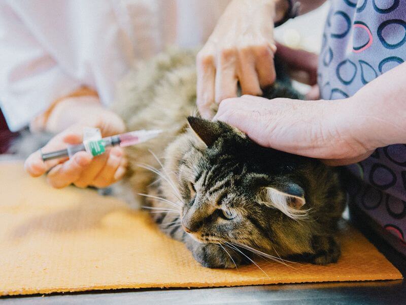 kedilerin aşıları nelerdir