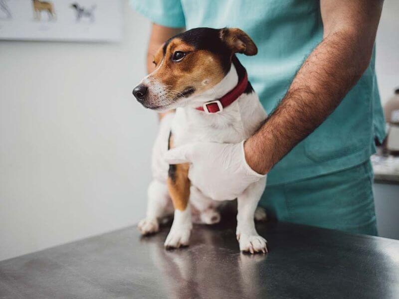 köpeklerde kanlı ishal tedavi süreci